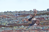 Woodland caribou, Mont Dos de Baleine, Parc de la Gaspésie