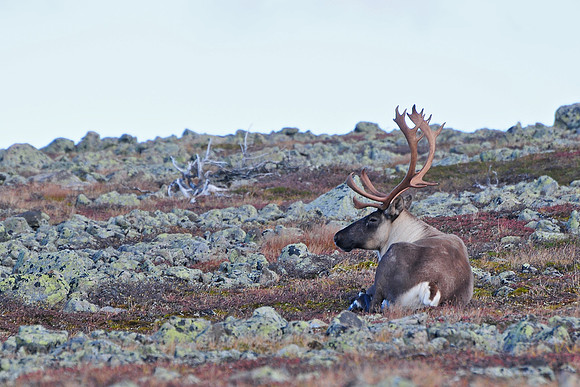 Woodland caribou, Mont Dos de Baleine, Parc de la Gaspésie