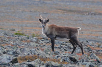 Woodland caribou, Mont Dos de Baleine, Parc de la Gaspésie