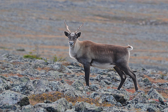 Woodland caribou, Mont Dos de Baleine, Parc de la Gaspésie
