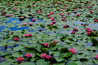 Lotus flowers on Lavu di Crenu