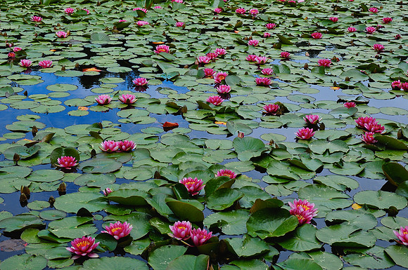 Lotus flowers on Lavu di Crenu