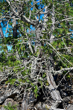 Tangled tree