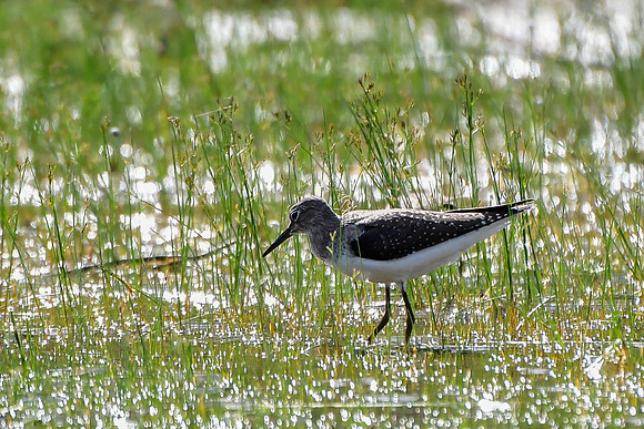 Solitary sandpiper