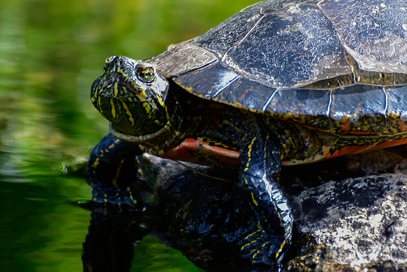 Painted turtle