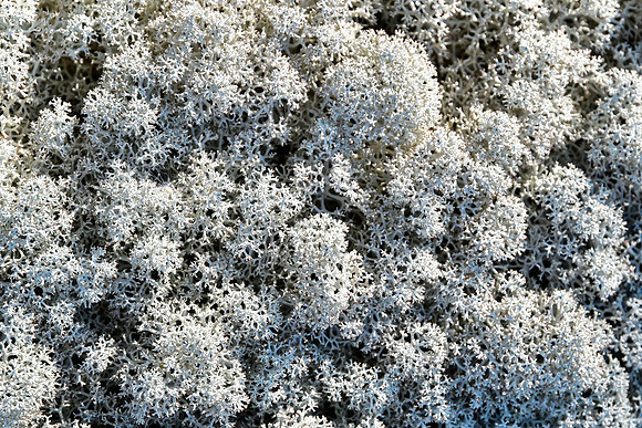 Lichen