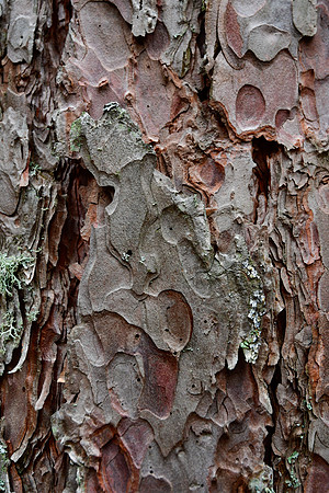 Pine tree bark