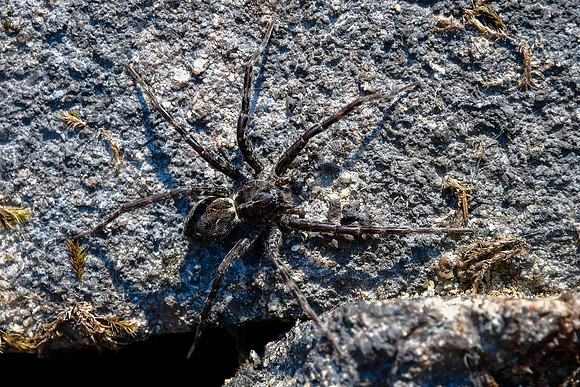 Spider