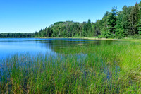Marshy shore, Quetico Lake