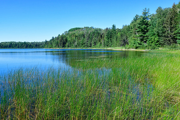Marshy shore, Quetico Lake