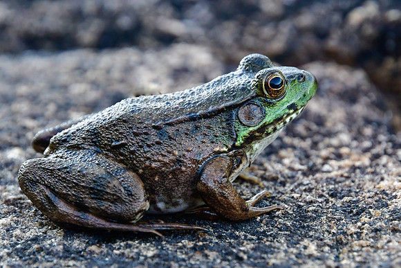 Green frog