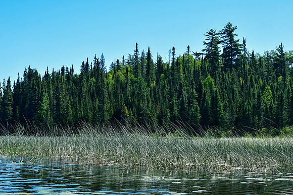 Marsh, Oliphant Lake