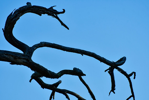 Tree branch