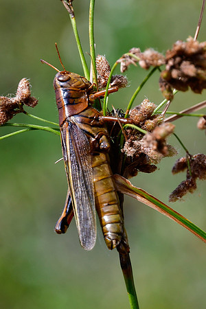 Grasshopper