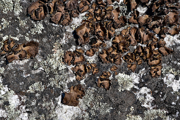 Lichen