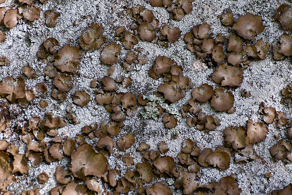 Lichen