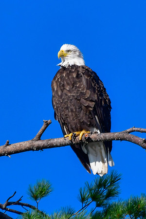 Bald eagle