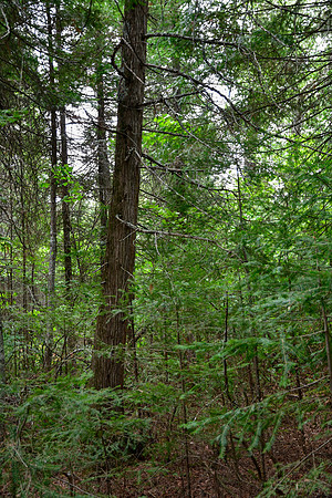 The forest on Lookout Island, Pickerel Lake
