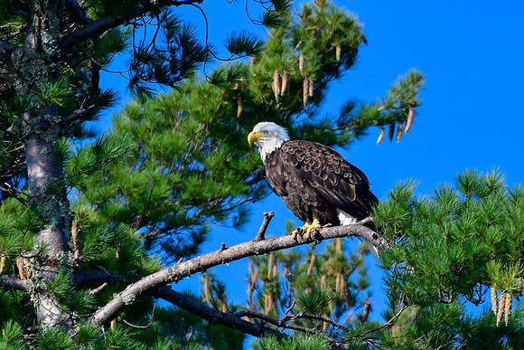 Bald eagle