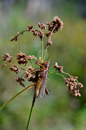 Grasshopper
