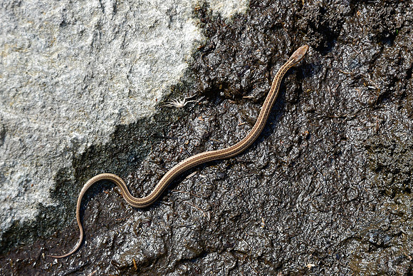 Garter snake