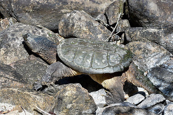 Common snapping turtle