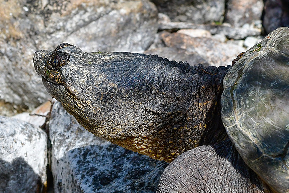 Common snapping turtle