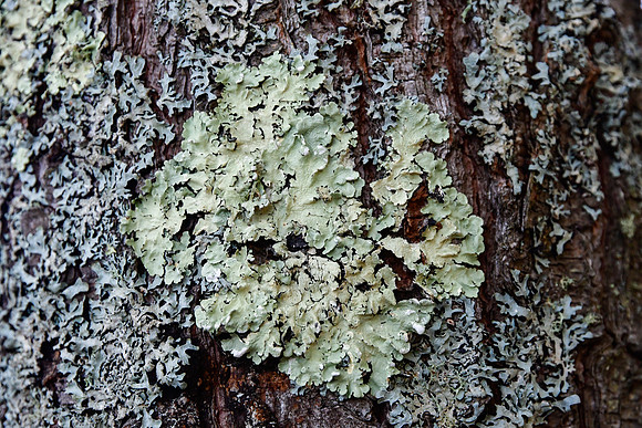 Lichen