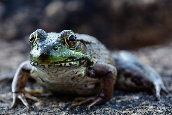 Green frog