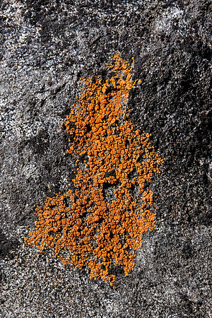 Lichen