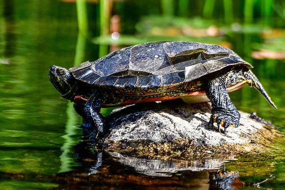 A painted turtle shedding the outer layer of its scutes
