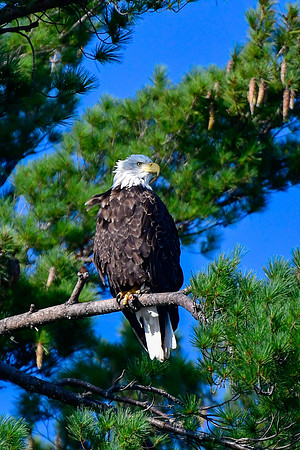 Bald eagle