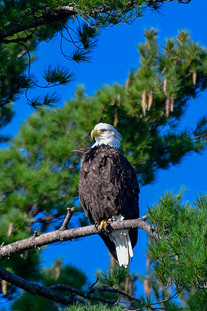 Bald eagle