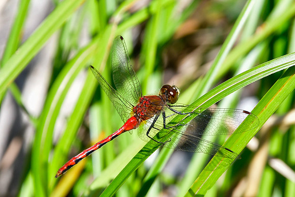 Dragonfly