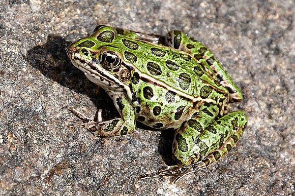 Northern leopard frog