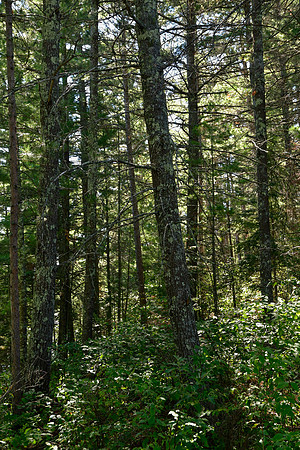 Forest behind campsite, Quetico Lake