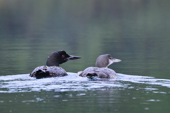 Common loon (adult and immature)