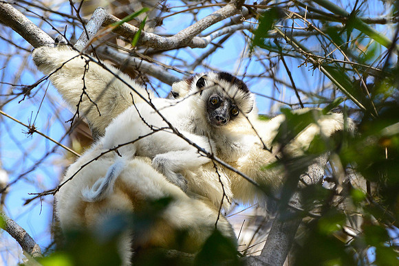 Mother and baby Verreaux's sifakas (Propithecus verreauxi), Kirindy Reserve