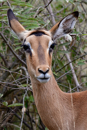 Impala (female)