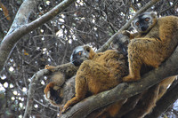 Red-fronted lemurs (Eulemur rufus) near the entrance to Maki Canyon, Isalo National Park