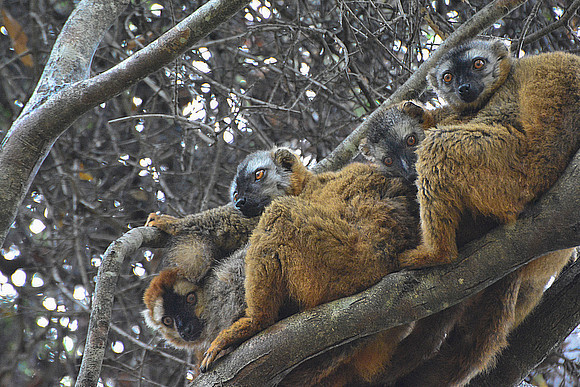 Red-fronted lemurs (Eulemur rufus) near the entrance to Maki Canyon, Isalo National Park