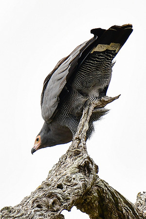 African harrier-hawk
