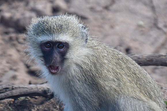Vervet monkey