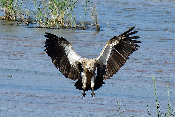 White-backed vulture