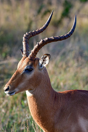 Impala (male)