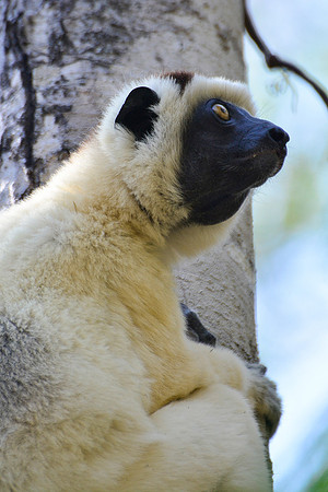 Verreaux's sifaka (Propithecus verreauxi), Kirindy Reserve