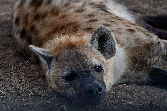 Spotted hyena