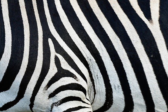 A zebra's stripes
