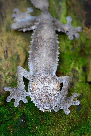 Mossy leaf-tailed gecko (Uroplatus sikorae), Peyriéras Reserve