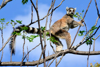 Ring-tailed lemur (Lemur catta) near the entrance to the Canyon of Rats, Isalo National Park